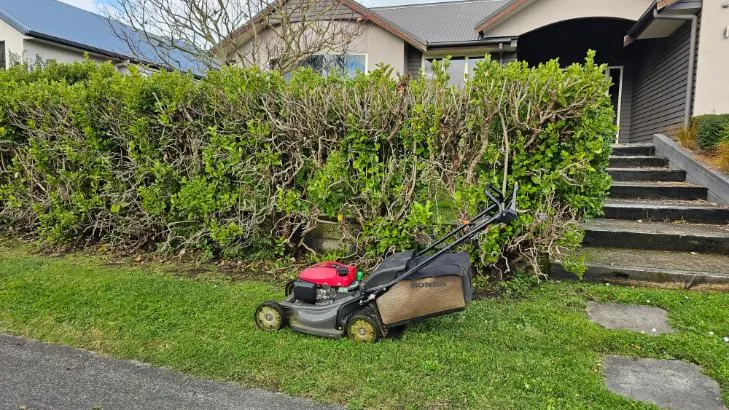 Freshly trimmed hedge beside a mown lawn in Palmerston North